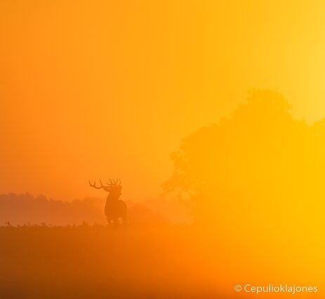 Tuoj prasidės elnių ruja