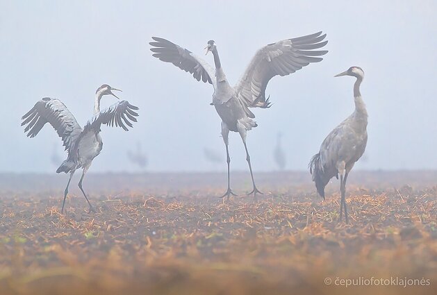 Rudeniniai gervių šokiai