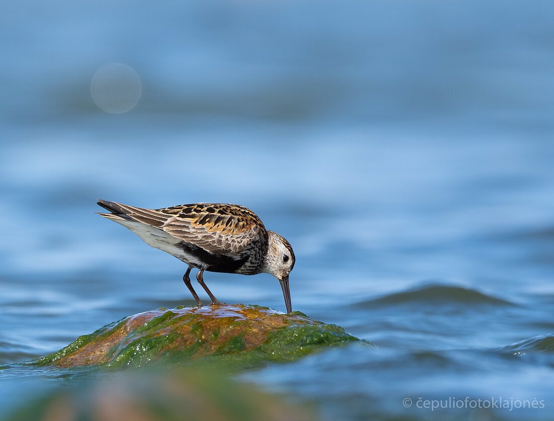 Juodkrūtis bėgikas