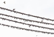 Būriuojasi urvinės kregždės