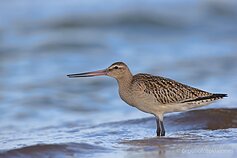 Laplandinis griciukas