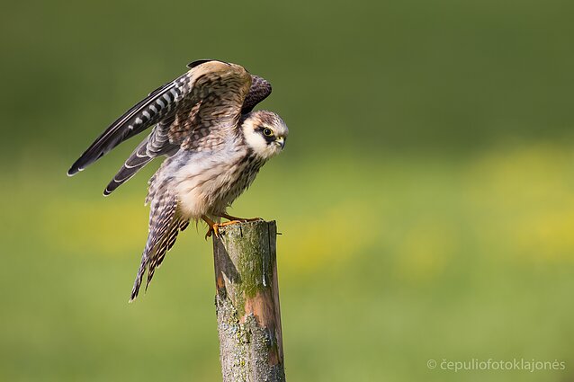 Iš Pietų atskrenda raudonkojai sakalai