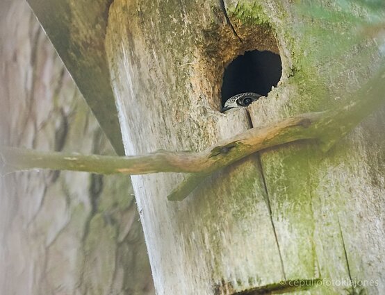 Čiurliukas stebi jam naują pasaulį