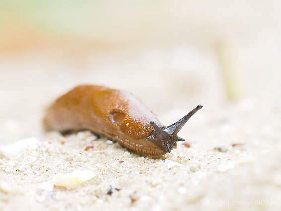 Ispaniškasis luzitaninis arionas Ventėje