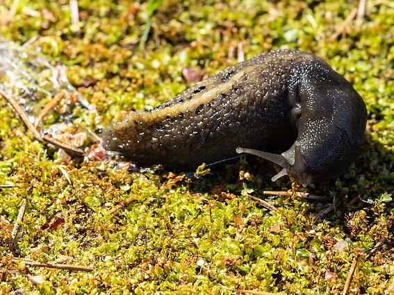 Juosvąjį šliužą nesunku atskirti pagal spalvą ir keterą kūno gale