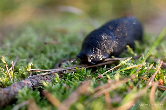 Iš tamsių šliužų rūšių gali būti juosvasis šliužas, didysis arba tamsi rudojo ariono forma