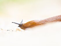 Ispaniškasis luzitaninis arionas