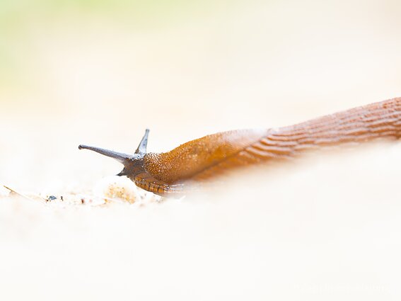 Ispaniškasis luzitaninis arionas