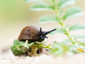 Ispaniškasis luzitaninis arionas
