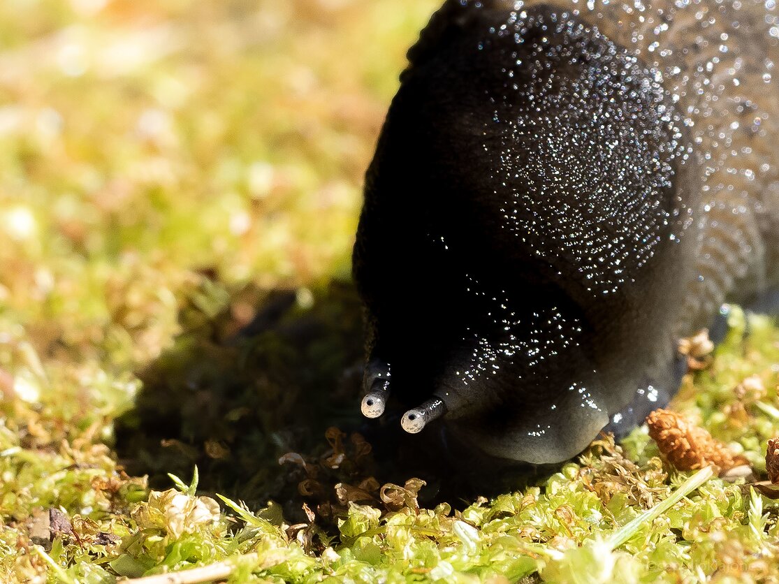 Juosvojo šliužo akytės