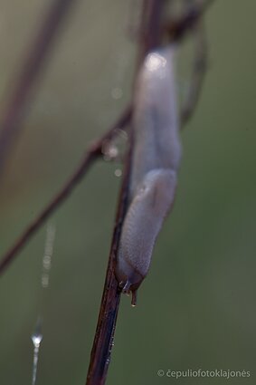 Ryte daug visokių šliužų galima sutikti ant augalų ir grybų