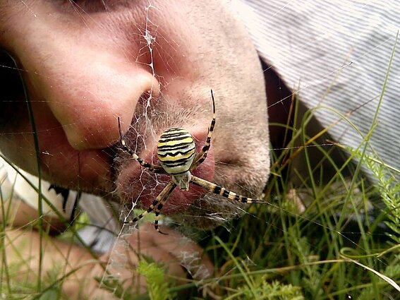 Bučkis vapsvavorienei
