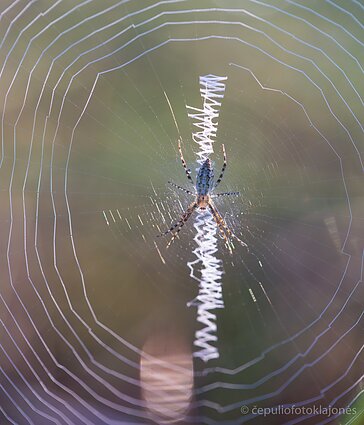 Nesubrendusi vapsvavorienė ir zigzago gijos