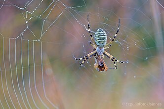 Vapsvavorienė su lauknešėliu