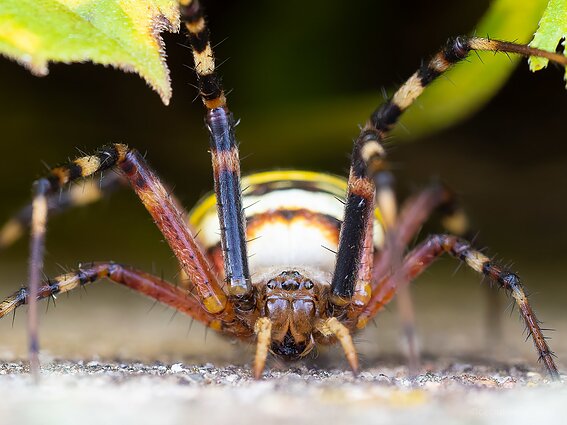 Vapsvavorienė atrodo grėsminga, bet jos įkandimas nėra pavojingas