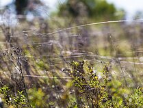 Rugpjūčio tinklai