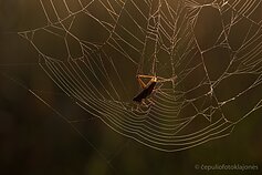 Vapsvavorių pagrindinis maistas skėriukai