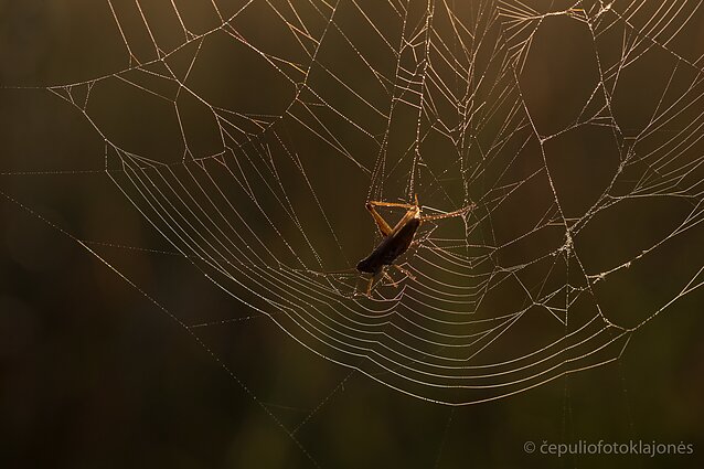 Vapsvavorių pagrindinis maistas skėriukai