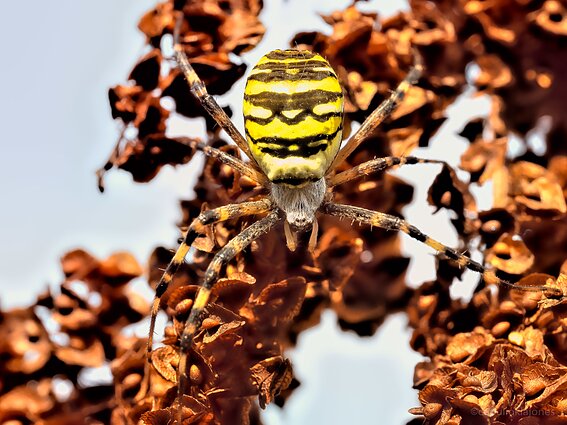 Geltonas vapsvavorės pilvelis šviečia iš toli