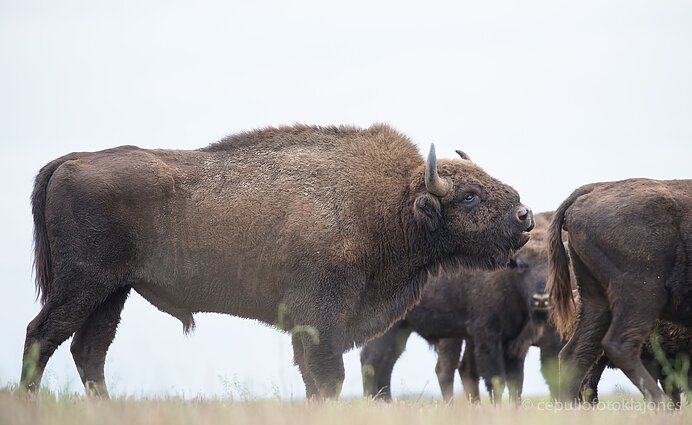 Stumbras uodžia ar jau jo bandos patelė pasiruošusi