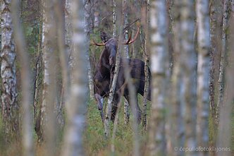 Briedis ieško patelių