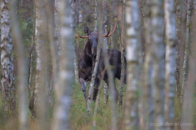 Briedis ieško patelių
