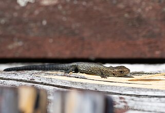 Gyvavedis driežiukas