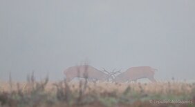 rudeninės elnių dvikovos