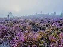 Viržiai - lietuviškos levandos.