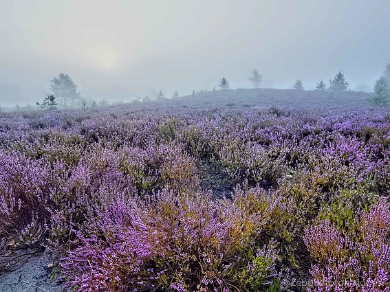 Viržiai - lietuviškos levandos.