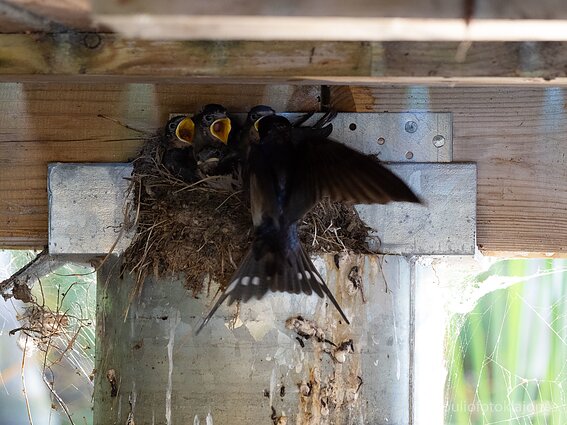 Vėlyvi kregždžiukai