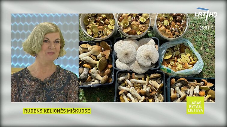 Labas rytas, Lietuva I d. Grybų rinkimo sezoną Nijolė Narmontaitė pažymėjo pilnomis pintinėmis ir klausimų sukėlusiais grybais Labas rytas, Lietuva I d. Grybų rinkimo sezoną Nijolė Narmontaitė pažymėjo pilnomis pintinėmis ir klausimų sukėlusiais grybais