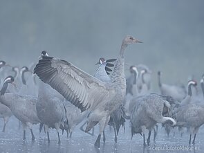 Gerviukas užaugo didelis
