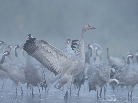 Gerviukas užaugo didelis