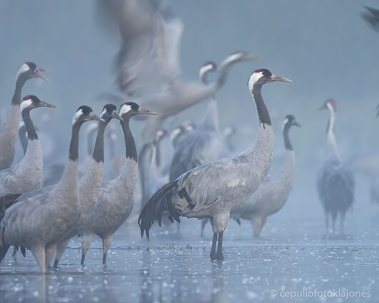 Rytinė rykiuotė skrydžiui į laukus