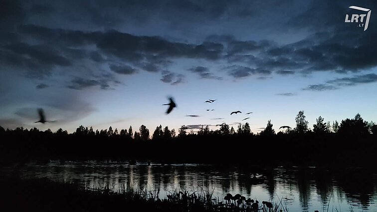 Gamtos fotografo Mariaus Čepulio užfiksuoti gervių vaizdai