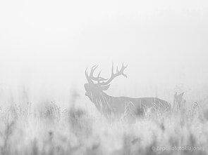 Elnių rujos akimirka