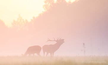 Elnių rujos akimirka