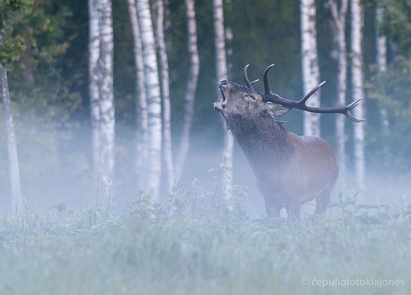 Elnių rujos akimirka