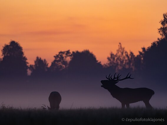Elnių rujos akimirka