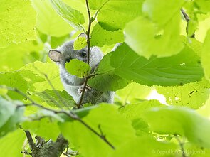 Didžioji miegapelė