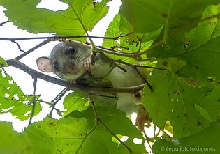 Didžioji miegapelė