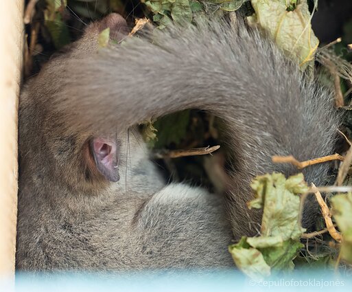 Didžioji miegapelė