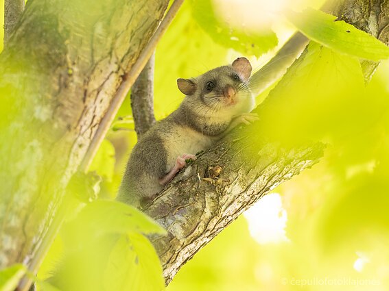 Didžioji miegapelė