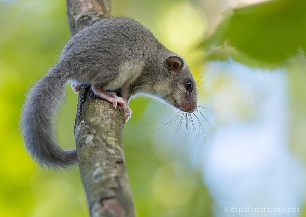 Didžioji miegapelė