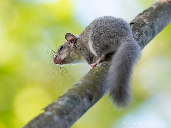 Didžioji miegapelė