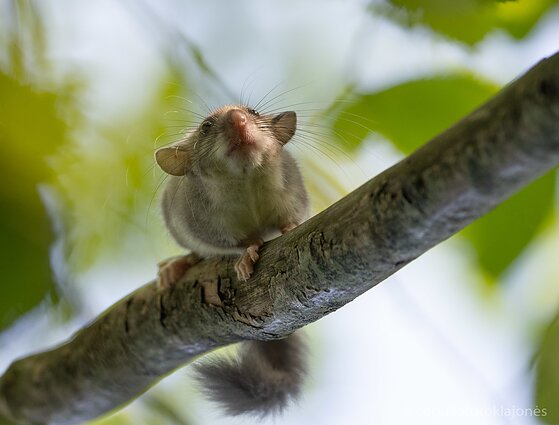 Didžioji miegapelė