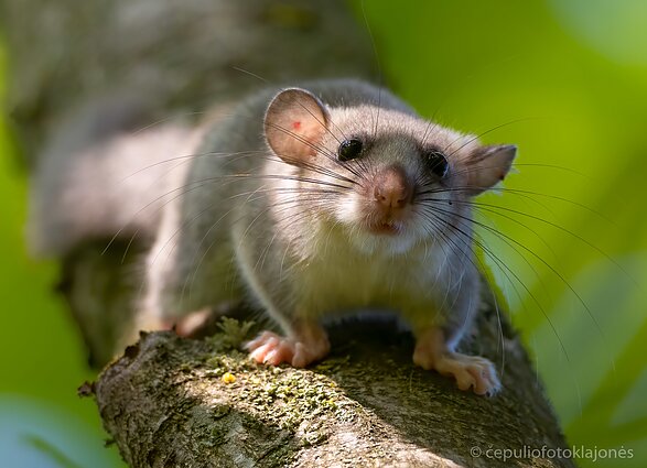 Didžioji miegapelė