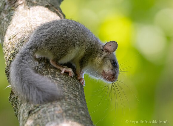 Didžioji miegapelė