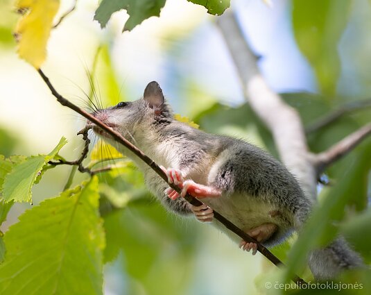 Didžioji miegapelė